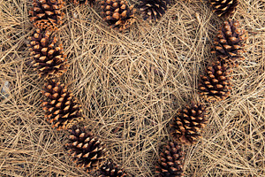 Pine Cone Heart Frame