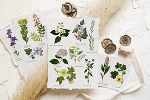 Tender Botany - Vintage Set