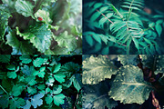 Green leaves Bundle, a Nature Photo by Vladimir Kazimirov (Thumbnail 3 of 10)
