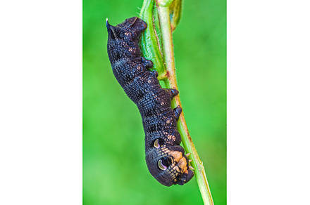 Elephant hawk moth caterpillar, an Animal Photo by Lukas Jonaitis SHOP