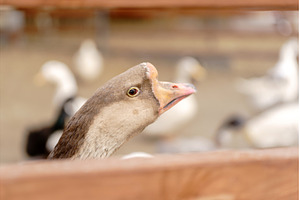 Close-up view of a white goose with, an Animal Photo by darksoul72