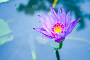 The blue lotus featuring aquatic, asia, and background