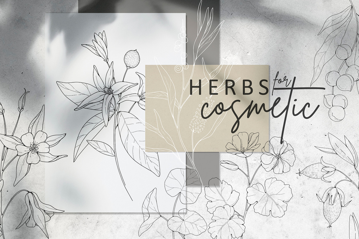 Cosmetic herbs, a Decorative Illustration by Merfin (Photo 1 of 6)