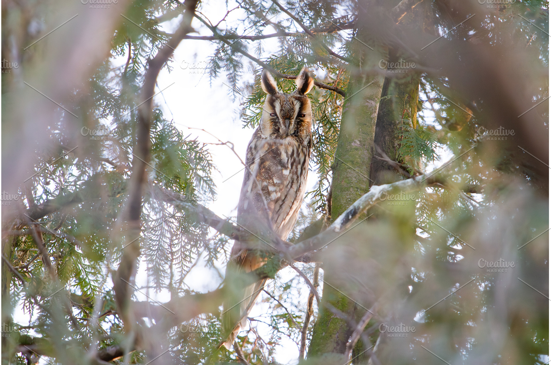Long-Eared Owl Perched Hidden in, an Animal Photo by Pakosta