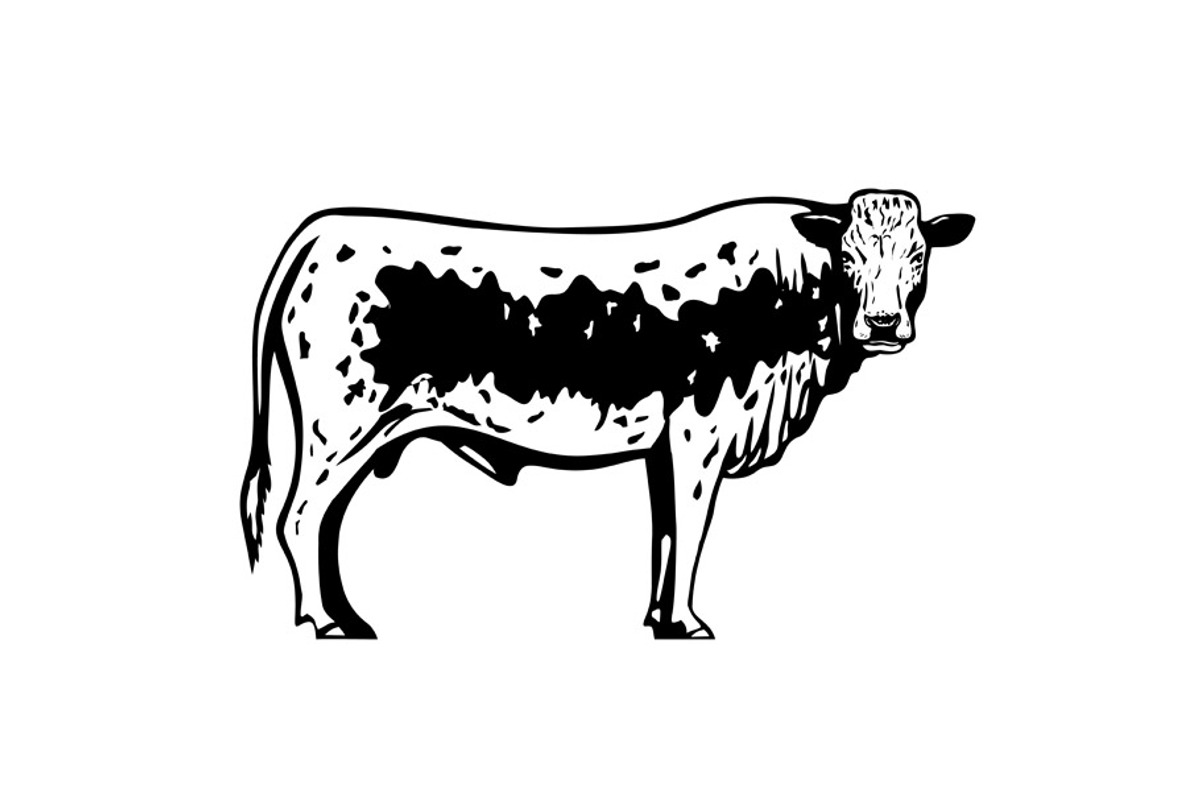 Pustertaler Sprinzen Bull Retro, an Illustration by patrimonio