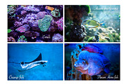 Under the sea BUNDLE, an Animal Photo by WildStrawberry Magic (Thumbnail 2 of 6)