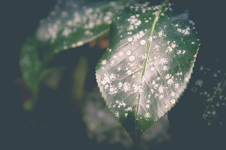 Leaf stock photo containing leaf and leaves, a Nature Photo by Tamara Lance