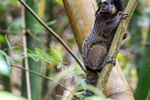 20 pictures of Brazilian Marmoset, an Animal Photo by HiLine
