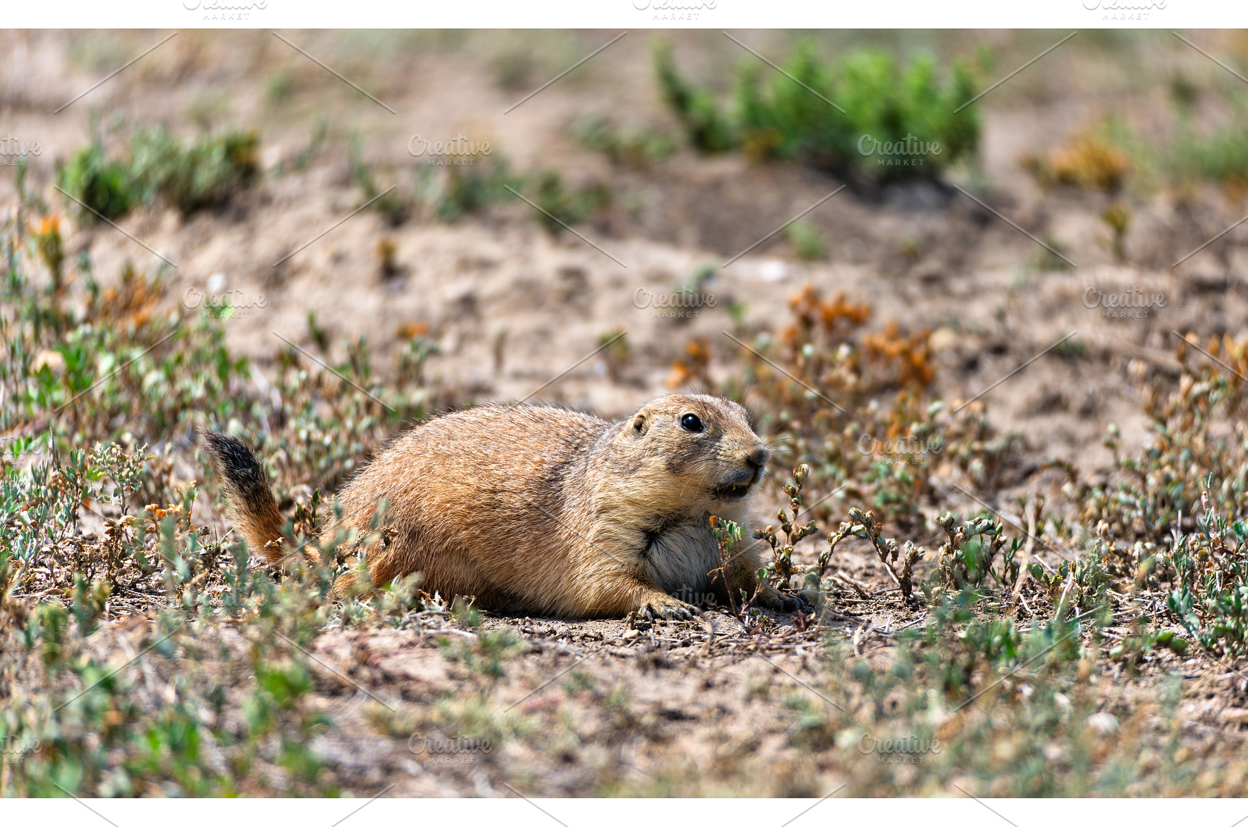 Black-tailed Prairie Dog lying on, an Animal Photo by Leonid Andronov