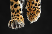 Animal Legs - 49 images, an Animal Photo by Handmadefont (Thumbnail 3 of 13)