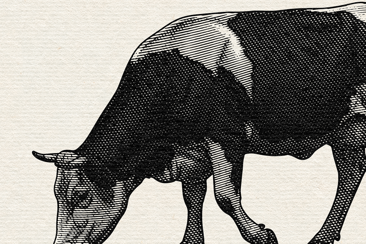 Heraldry Cow Engraving Illustration, an Animal Illustration by Kaizla03 (Photo 2 of 4)