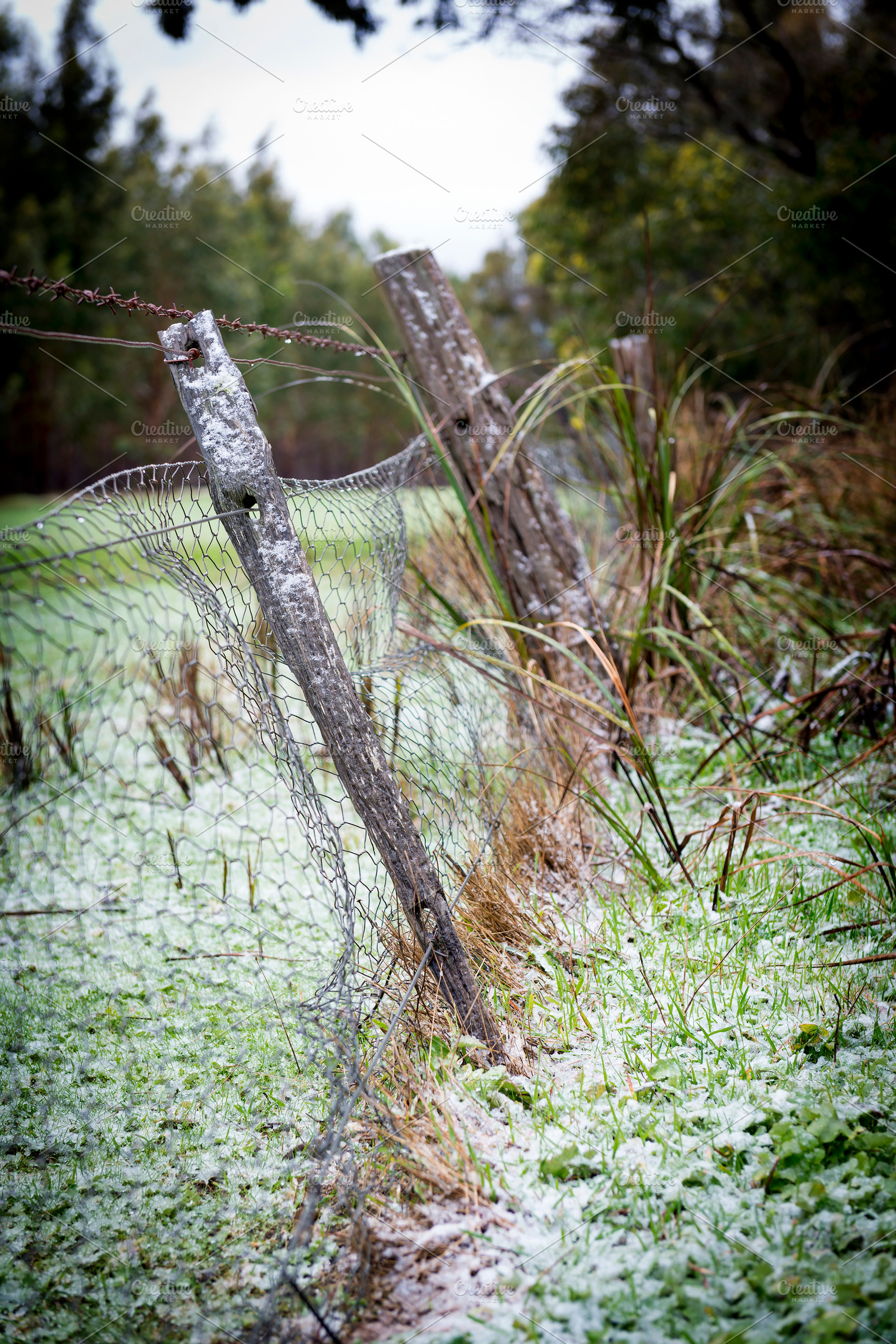 Winter Morning, a Nature Photo by THP Creative