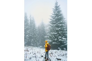 Misty winter forest with coniferous