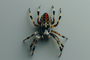143 Spiders, an Animal Photo by Handmadefont (Thumbnail 14 of 16)