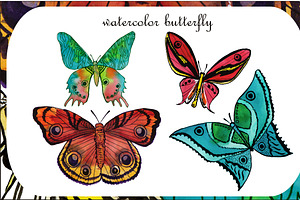 Watercolor Illustrations. Butterfly.