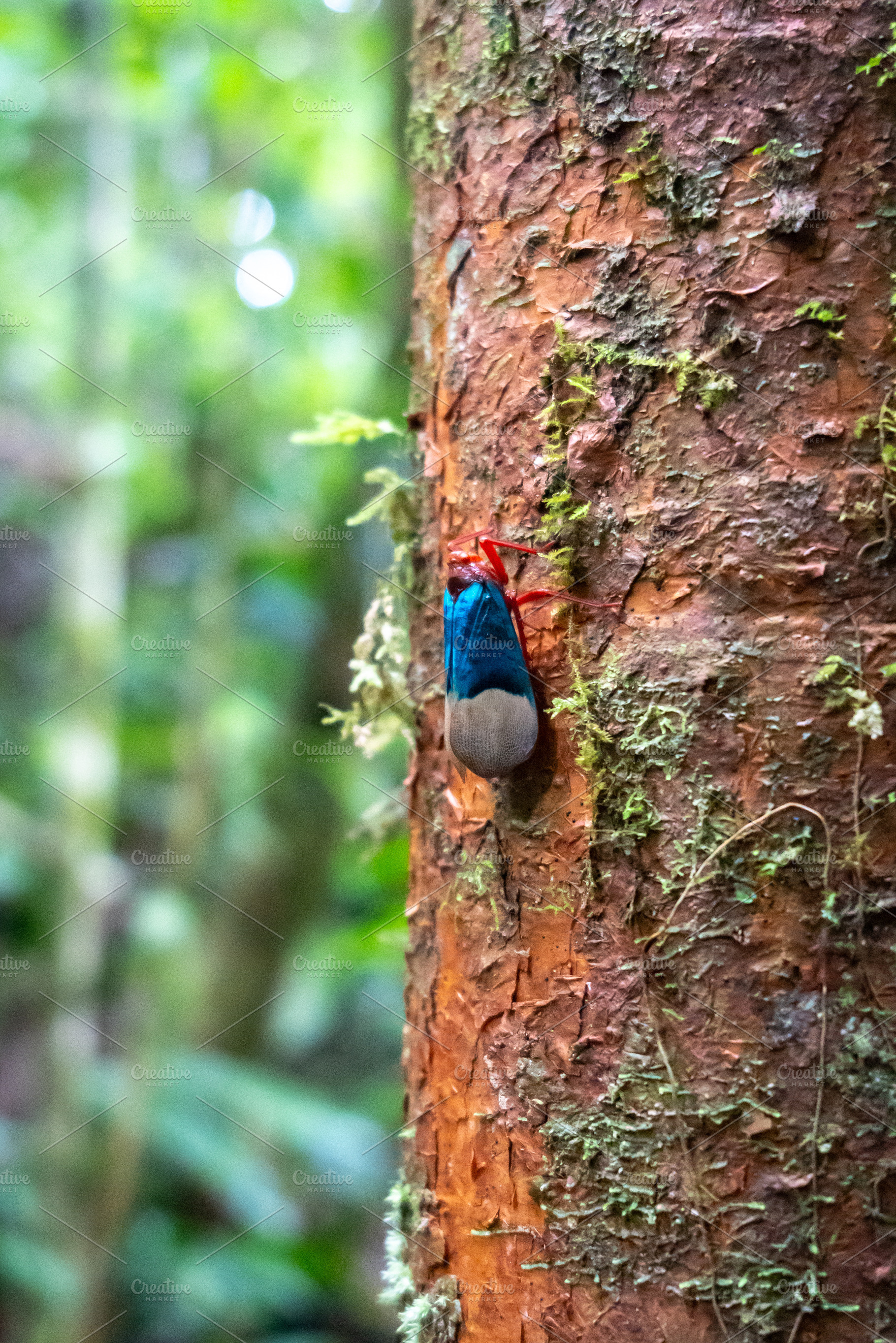 Colorful cicada on a tree in Tentena rainforest, Sulawesi, Indon, an Animal Photo by GoodGoods