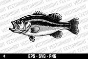Detailed sea bass (or bass fish), an Animal Illustration by Vectorhight (Thumbnail 3 of 3)