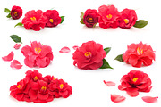 Camellia. Photography set, an Object Graphic by Pullia (Thumbnail 4 of 10)