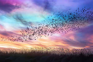 Nacreous polar stratospheric clouds, a Photo by Iftikhar Alam