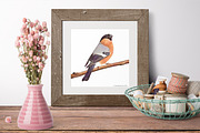 7 Garden Birds- Pack 1, an Illustration by WeavaBird (Thumbnail 3 of 3)