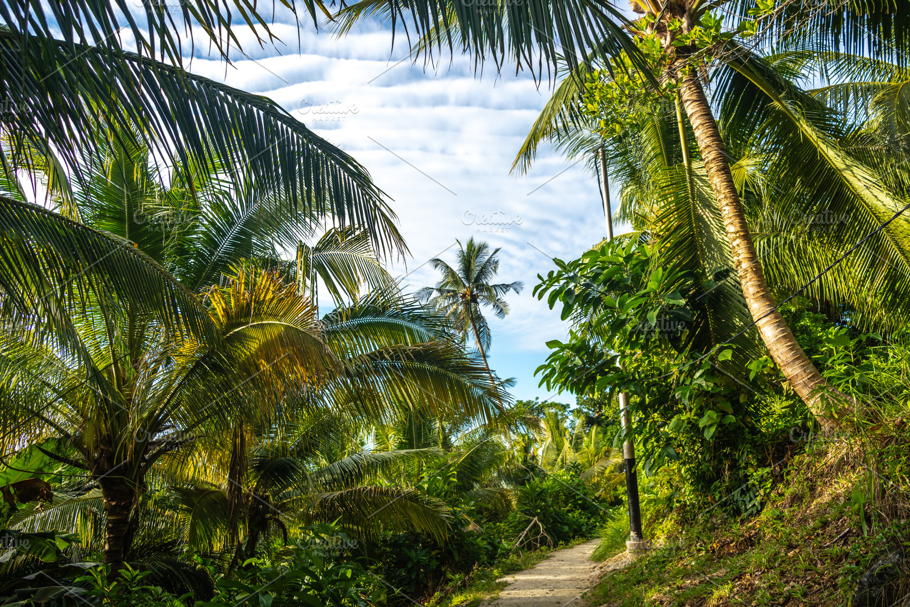 Palm lined path on Malenge Island, Togian Archipelago, Sulawesi,, a Nature Photo by GoodGoods
