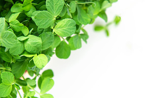 Fresh green pea microgreens growing on white background, a Food & Drink Photo by Olena Rudo