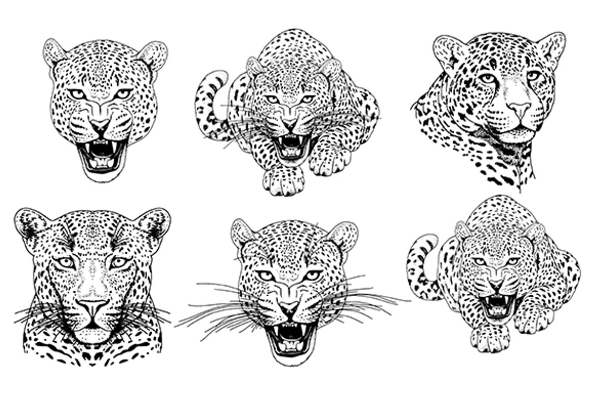 LEOPARD, an Animal Illustration by Tanya Akhmett (Photo 2 of 9)