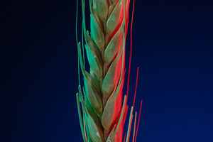 Close-up of a wheat ear illuminated with red and green light on, a Food & Drink Photo by Ales Munt