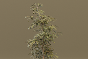 The Red Cherry Tree, a Plants & Tree 3D Model by FuturePastCreatives (Thumbnail 7 of 7)