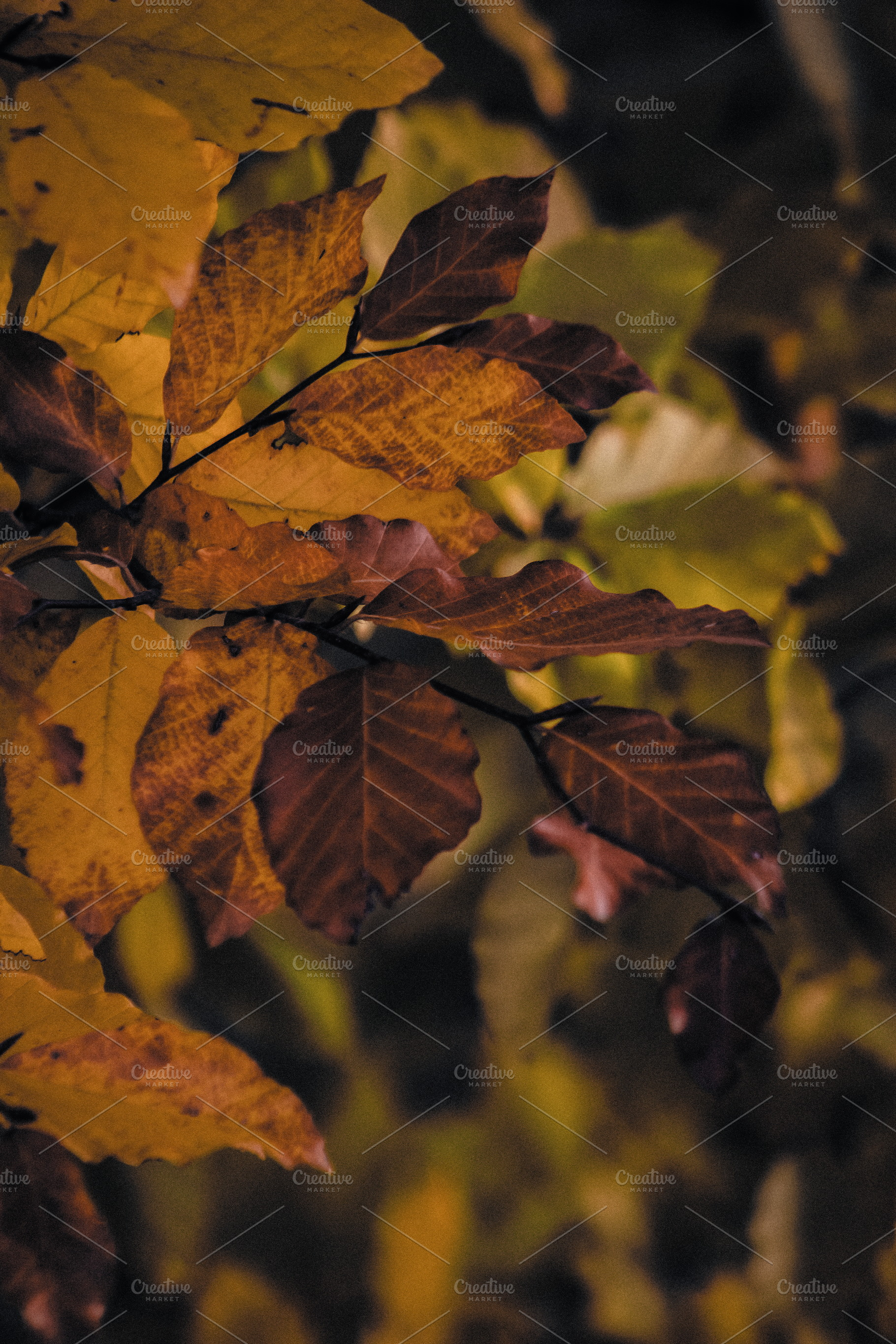 Leaf #16, a Nature Photo by jakub_kopecky