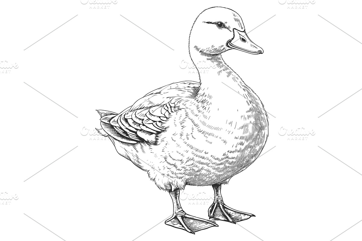 Farm duck engraving. Canard with, a Graphic by LadadikArt