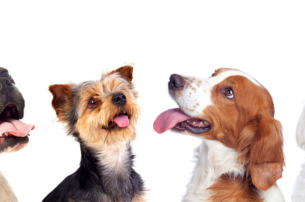 Dogs isolated on white background featuring dog, isolated, and pet, an Animal Photo by José Manuel Gelpi