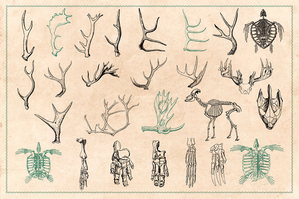 125 Vintage Animal Bones (Vector), an Animal Illustration by Brigantine Designs (Photo 8 of 9)