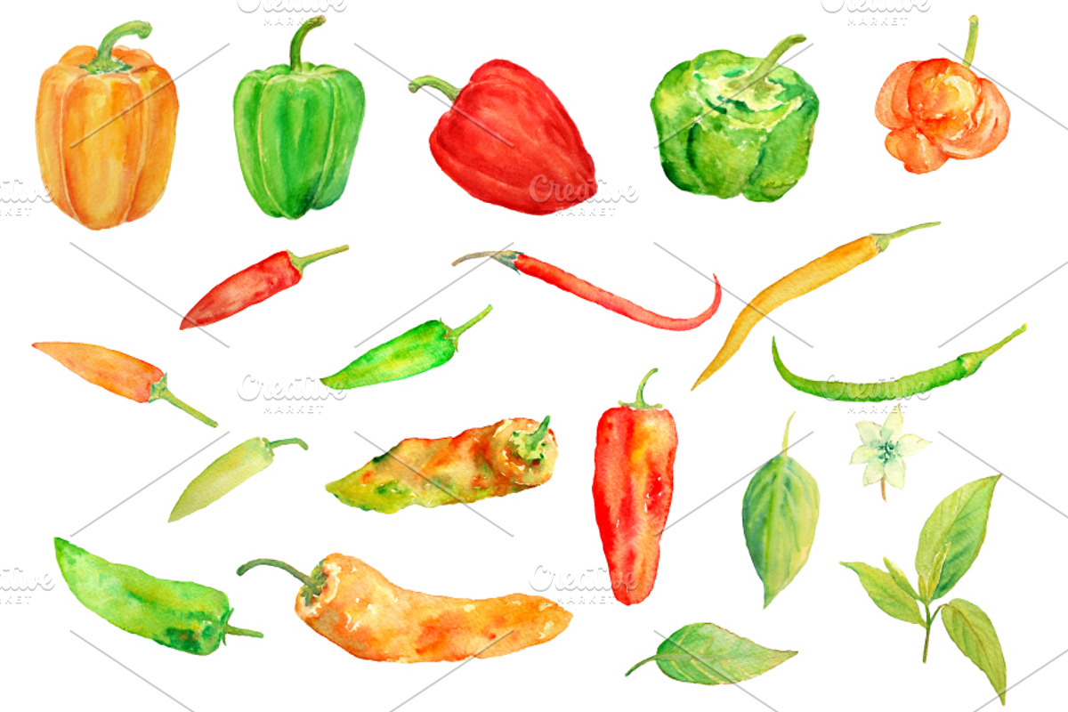 Watercolor Chilli Pepper Collection