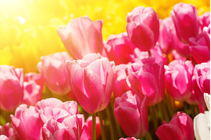 Pink tulip flowers, natural floral, a Nature Photo by Nature and travel