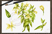 Tropical Big Pack Watercolor Clip, a Decorative Illustration by DioFlow (Thumbnail 9 of 26)
