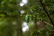 Mushrooms In The Forest Photography, a Nature Photo by Full Circle Design Studio (Thumbnail 5 of 38)