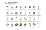 Vintage Botanical Illustrations 2, a Decorative Illustration by likorbut (Thumbnail 3 of 9)