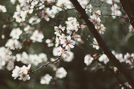 Yellow flower featuring vertical image, nature, and flower preview 6