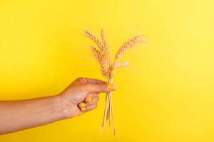 Female hand with yellow nail polish holding a small bunch of whe, a Nature Photo by Ales Munt