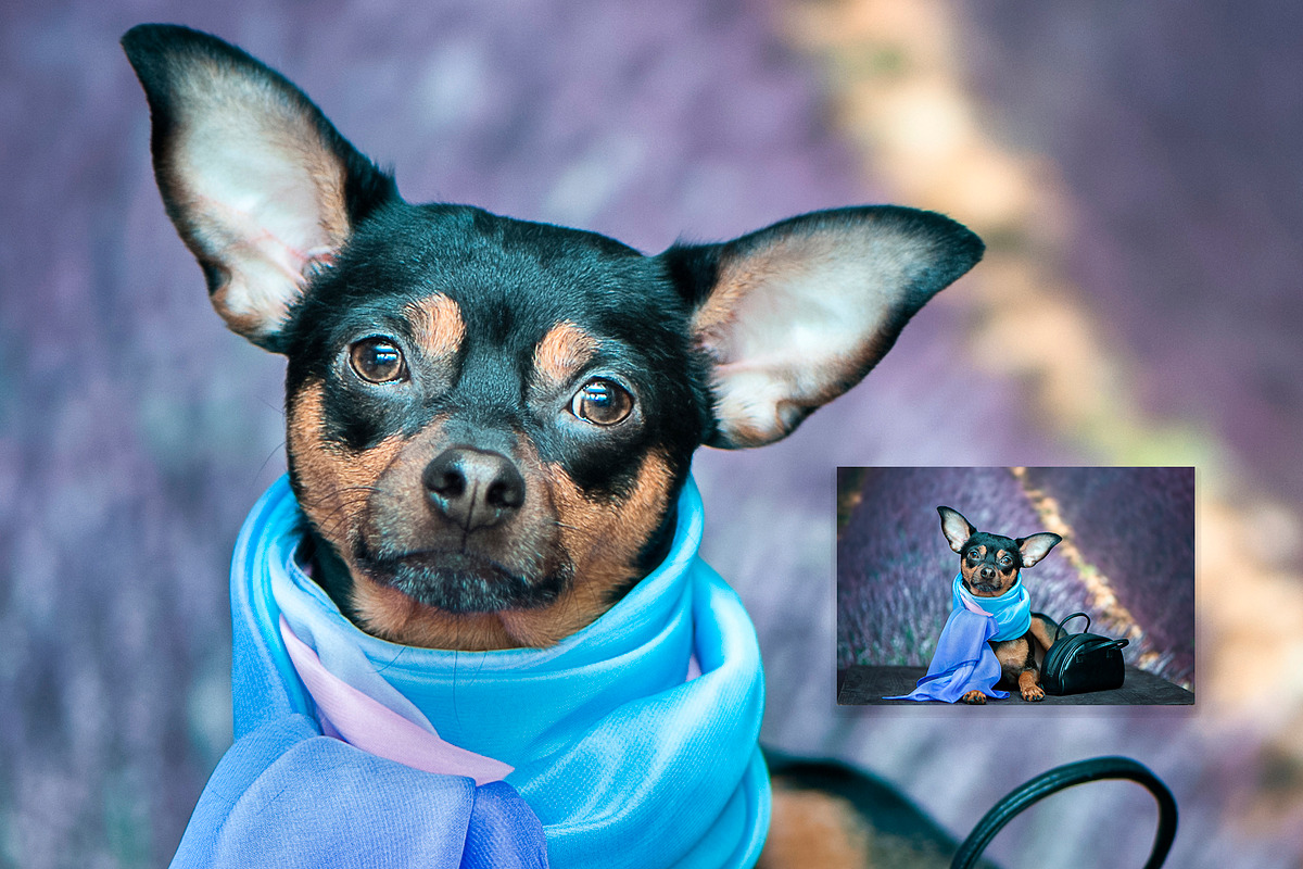 15 Dog Styled Photos, an Animal Photo by WildStrawberry Magic (Photo 9 of 11)