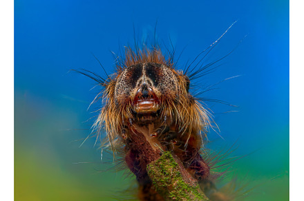 Portrait of hairy caterpillar in a, an Animal Photo by Lukas Jonaitis SHOP