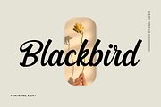 Blackbird - Script Typeface, a Script Font by overlaytemplates (Thumbnail 1 of 7)