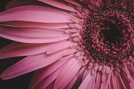 Pink daisy
