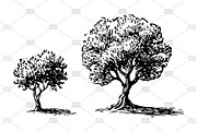 Olive cypress lavender engrave, an Object Illustration by MoreVector (Thumbnail 2 of 4)
