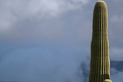Desert Pack, a Templates & Theme by SeikCo (Thumbnail 5 of 5)