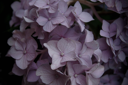 Lavender hydrangea  featuring floral