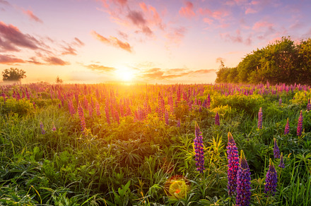 Majestic lupines field bathed in vibrant sunrise glow. A tranquil countryside s, a Nature Photo by Eugene_Photo