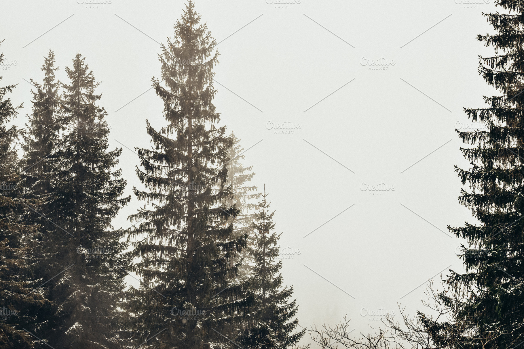 Winter forest in the fog stock photo containing tree and forest, a Nature Photo by Three Design