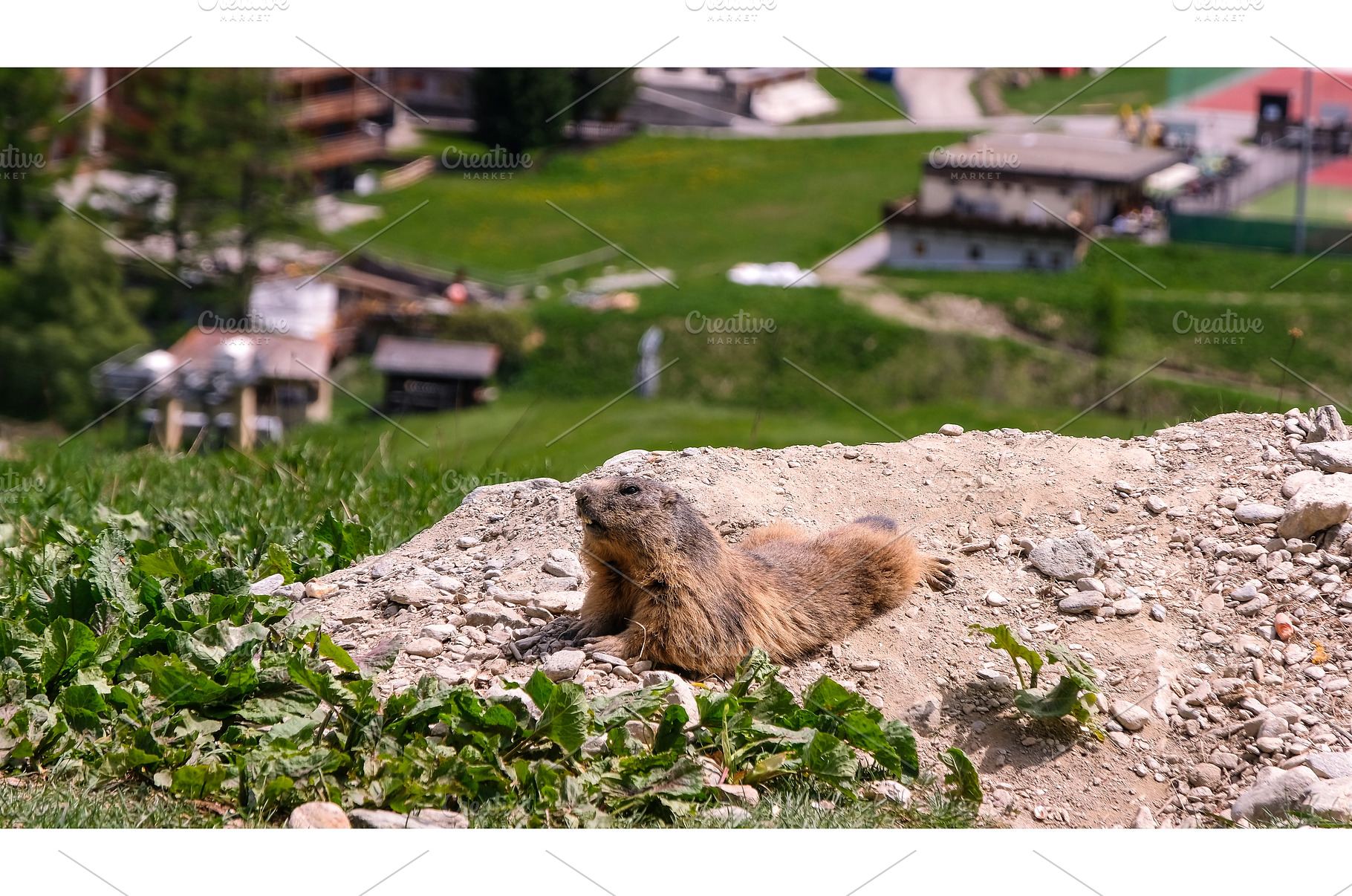 Alpine marmot, marmota marmota. It, an Animal Photo by reisegraf.ch
